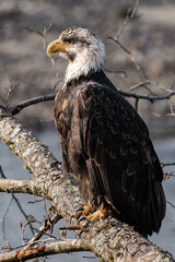 Adult bald eagle sitting on a tree branch at a river, sunlight on it