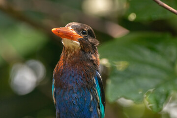 The Javan kingfisher (Halcyon cyanoventris), sometimes called the blue-bellied kingfisher or Java kingfisher
