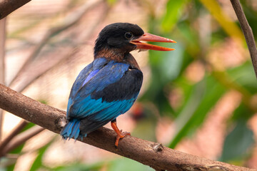 The Javan kingfisher (Halcyon cyanoventris), sometimes called the blue-bellied kingfisher or Java kingfisher