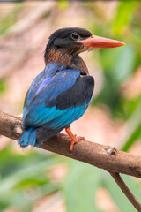 The Javan kingfisher (Halcyon cyanoventris), sometimes called the blue-bellied kingfisher or Java kingfisher