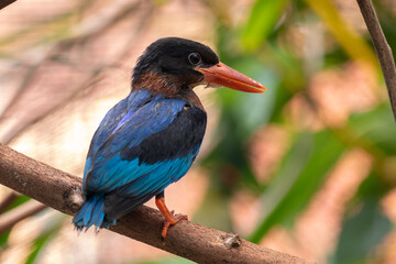 Fototapeta premium The Javan kingfisher (Halcyon cyanoventris), sometimes called the blue-bellied kingfisher or Java kingfisher