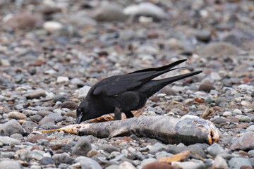 Raven eating salmon in British Columbia, Canada