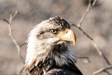 Close-up of a potrait of a bald eagle