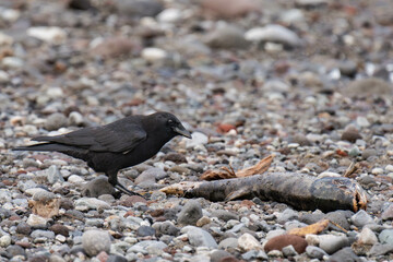 Raven eating salmon in British Columbia, Canada