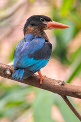 Fototapeta premium The Javan kingfisher (Halcyon cyanoventris), sometimes called the blue-bellied kingfisher or Java kingfisher
