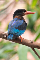 The Javan kingfisher (Halcyon cyanoventris), sometimes called the blue-bellied kingfisher or Java...