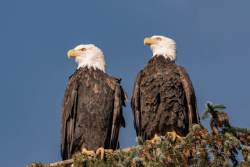 Two adult bald eagles sitting on a tree branch with blue sky in the background