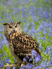 Eagle Owl in a Bluebell Wood