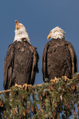 Two adult bald eagles sitting on a tree branch with blue sky in the background