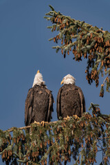 Two adult bald eagles sitting on a tree branch with blue sky in the background