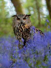 Eagle Owl in a Bluebell Wood