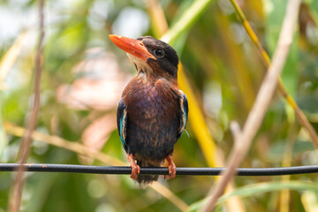 The Javan kingfisher (Halcyon cyanoventris), sometimes called the blue-bellied kingfisher or Java...