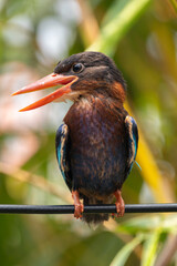 The Javan kingfisher (Halcyon cyanoventris), sometimes called the blue-bellied kingfisher or Java kingfisher