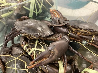 Freshly Caught Mud Crabs Bound for Market: A Glimpse into the Seafood Industry