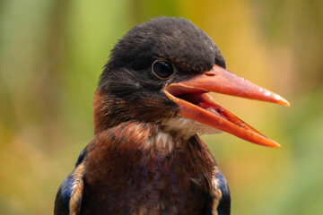 The Javan kingfisher (Halcyon cyanoventris), sometimes called the blue-bellied kingfisher or Java...