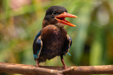 The Javan kingfisher (Halcyon cyanoventris), sometimes called the blue-bellied kingfisher or Java...