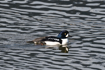 Barrow's goldeneye male (Bucephala islandica) swimming in the water