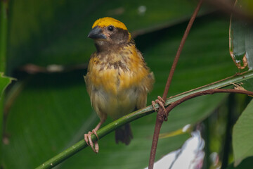 The Asian golden weaver (Ploceus hypoxanthus) is a species of bird in the family Ploceidae