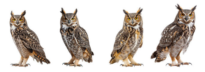 Fototapeta premium Set of horned owls with full body shot isolated on white or transparent background, cutout PNG