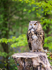 Obraz premium Eagle Owl in a Bluebell Wood