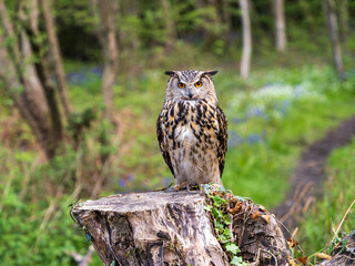 Eagle Owl in a Bluebell Wood