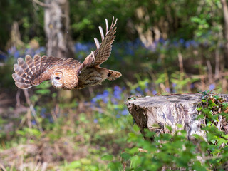 Tawny Owl in Flight in Bluebell Wood