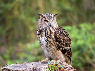 Eagle Owl in a Bluebell Wood