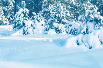 Landscape. Frozen winter forest with snow covered trees.