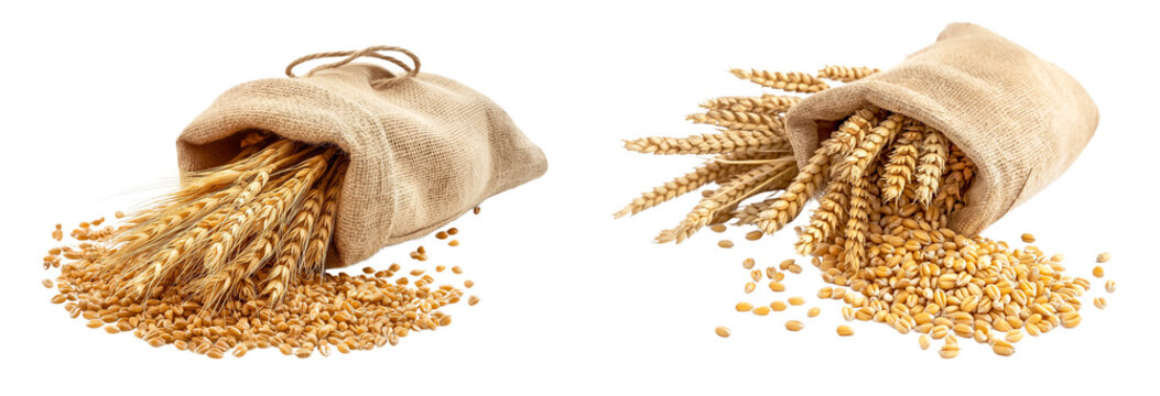 Set of raw wheat grains sack isolated on white or transparent background, cutout png