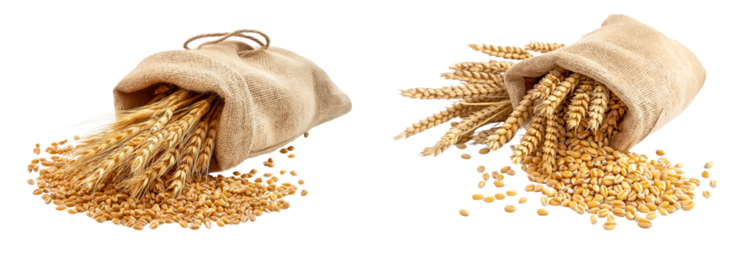 Set of raw wheat grains sack isolated on white or transparent background, cutout png