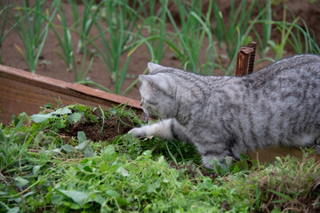 A beautiful British cat walks along a path next to a bed of green onions