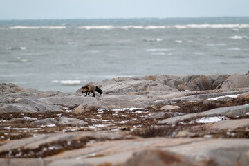 Cross foxalong the rocky shore of Hudson Bay outside of Churchill, Manitoba