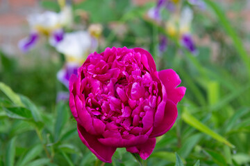 Beautiful bright pink peony close-up on blurred background of green leaves
