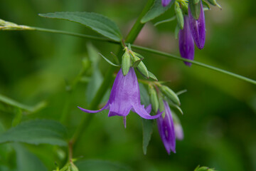 Beautiful purple bells on a blurred green background