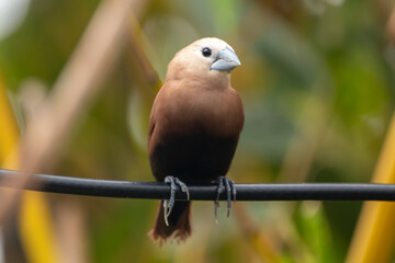 The white-headed munia (Lonchura maja) is a species of estrildid finch found in Indonesia, Malaysia, Singapore, Thailand and Vietnam
