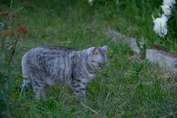 Naklejka premium Beautiful British cat stands with closed eyes on the grass in the garden in summer
