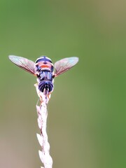 Selective focus of a hoverfly insect in the garden with green blurry background