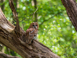 Tawny Owl Perched in a Tree
