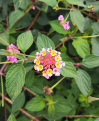 Colorful Lantana Camara Flowers in Natural Light