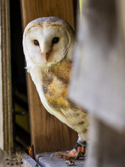 Close-up of a Barn Owl
