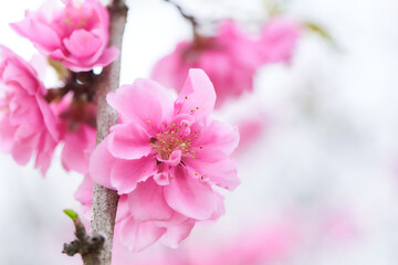 明るい一輪の桃の花のクローズアップ