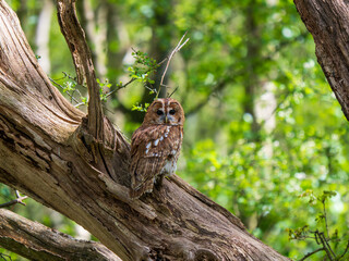 Tawny Owl Perched in a Tree
