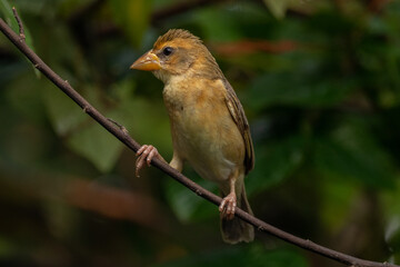 The Asian golden weaver (Ploceus hypoxanthus) is a species of bird in the family Ploceidae