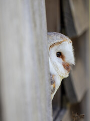 Close-up of a Barn Owl