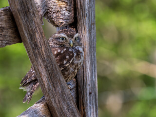 A Little Owl Perched on a Gate