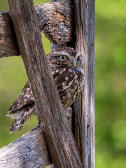 A Little Owl Perched on a Gate