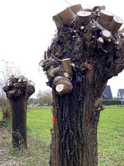 Kopfweide