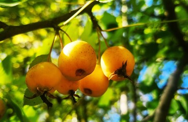 ripe aplples on a tree