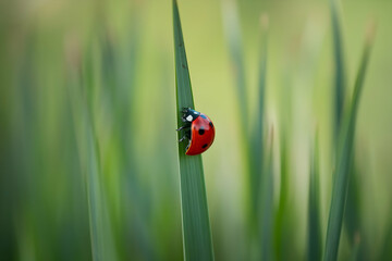 Red ladybug on a green grass blade, symbolizing life in nature