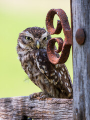 Obraz premium A Little Owl Perched on a Gate